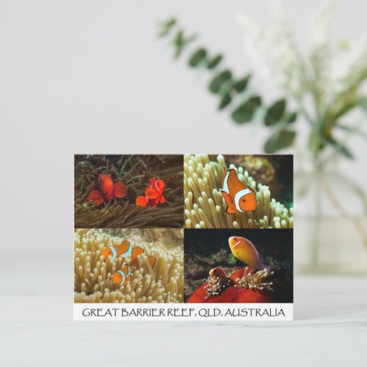 Clownvis op het Briefkaart van het Great Barrier R (Staand voorkant)