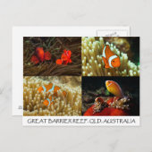 Clownvis op het Briefkaart van het Great Barrier R (Voorkant / Achterkant)