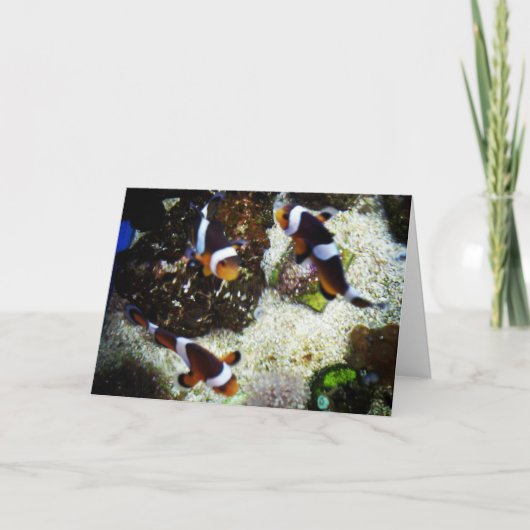 "Clownvis" Snel-beter kaart (Voorkant)