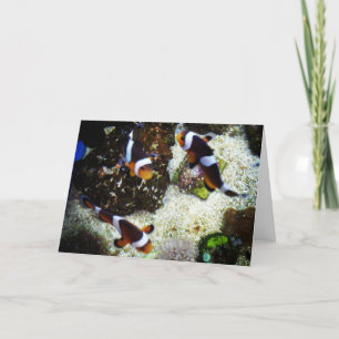 "Clownvis" Vrolijk Beter Kaart