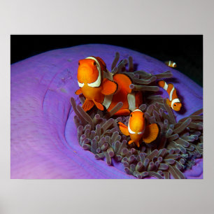 Clownvissen zijn altijd in beweging   drukbezet an poster