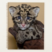 Club léopard nuageux (Devant)