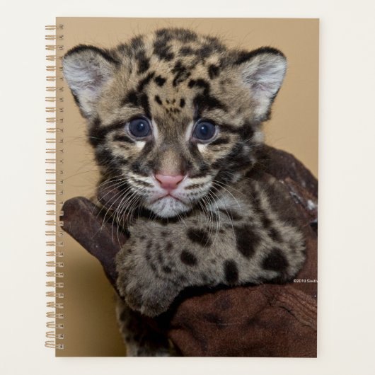 Club léopard nuageux (Devant)