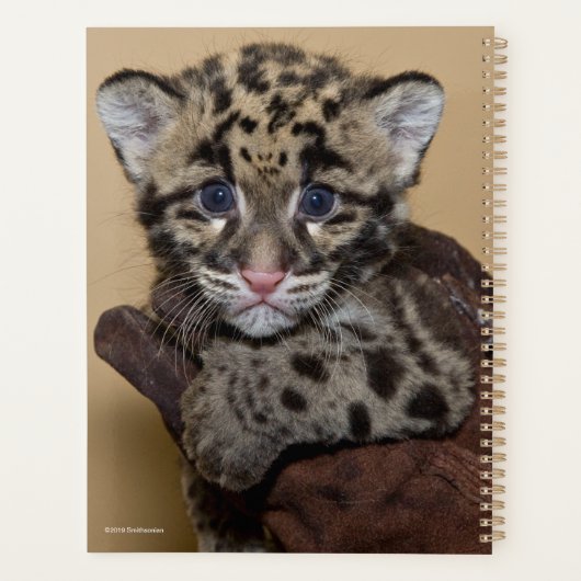 Club léopard nuageux (Dos)