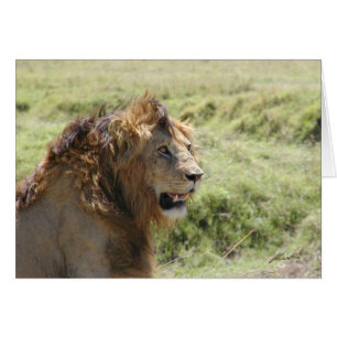 (Clubs de lions) lion majestueux (masai Mara,