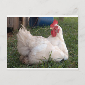 Cluck - Sweet White Chicken Briefkaart