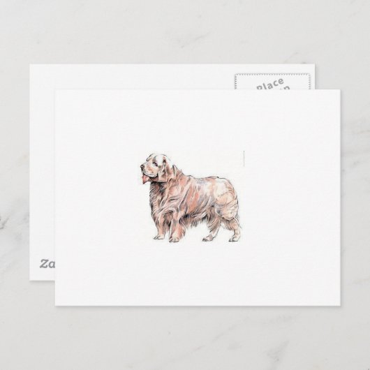 Clumber Spaniel Briefkaart (Voorkant / Achterkant)
