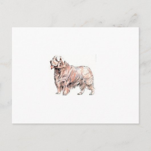 Clumber Spaniel Briefkaart (Voorkant)