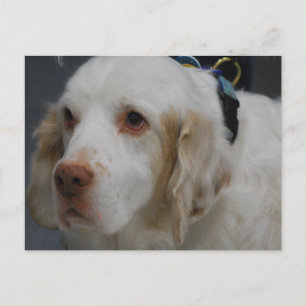 Clumber Spaniel Dog Briefkaart