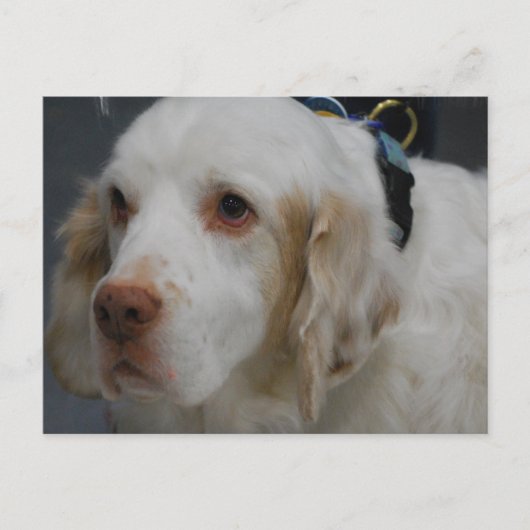 Clumber Spaniel Dog Briefkaart (Voorkant)