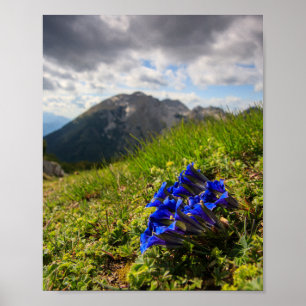 Clusius' gentiaan bloemen en bergen poster