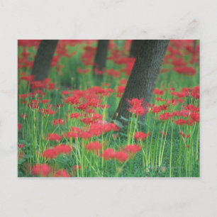 Cluster-amaryllis Briefkaart