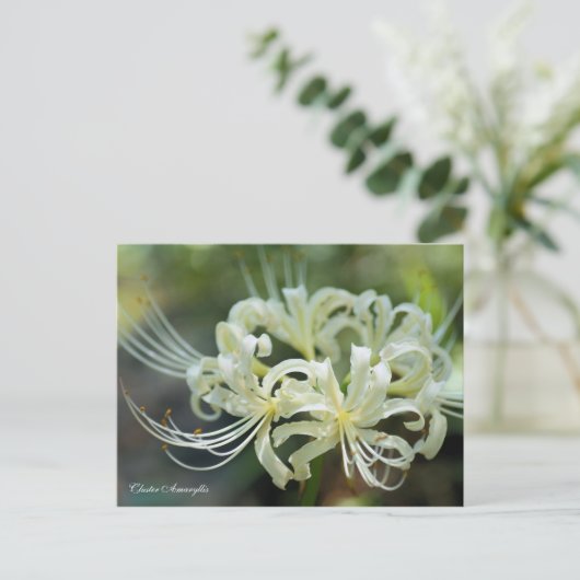 Cluster Amaryllis ［ carte postale (Debout devant)