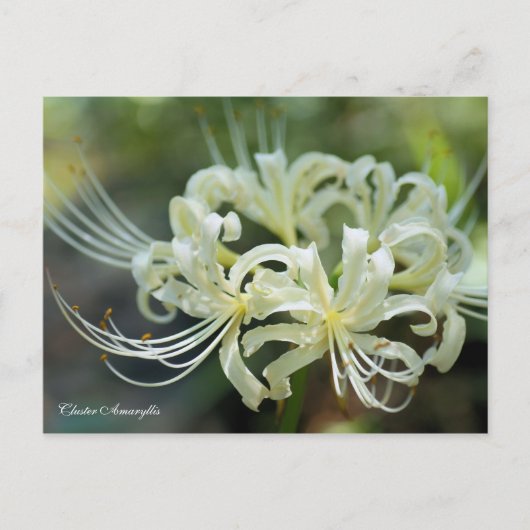 Cluster Amaryllis [ carte postale (Devant)