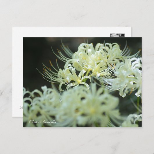 Cluster Amaryllis:Postcard Briefkaart (Voorkant / Achterkant)
