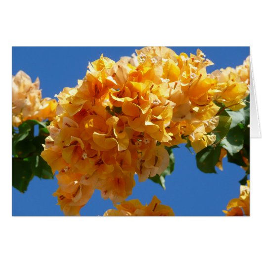Cluster Golden Bougainvillea Floral (Voorkant Horizontaal)