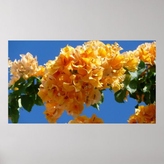 Cluster Golden Bougainvillea Floral Poster (Voorkant)