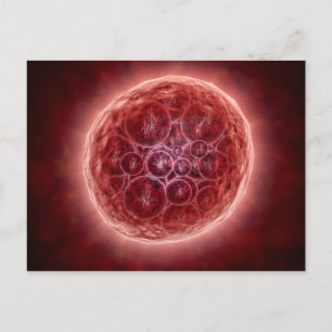 Cluster van Blastomeres die een Morula vormt Briefkaart