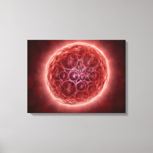 Cluster van Blastomeres die een Morula vormt Canvas Afdruk