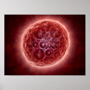 Cluster van Blastomeres die een Morula vormt Poster