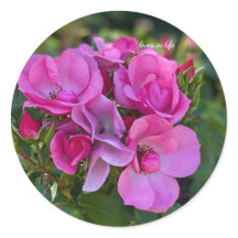 Cluster van lavendel Roze Rozen