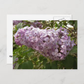 Cluster van Lila bloesems-lentekort Briefkaart (Voorkant / Achterkant)
