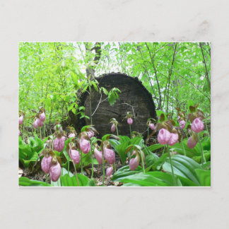 Cluster van roze-damesspiegels briefkaart