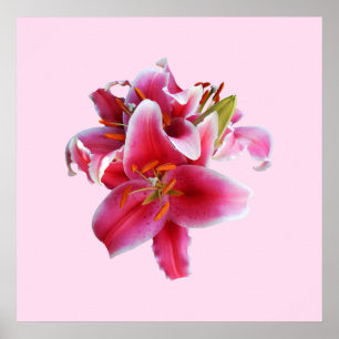 Cluster van Stargazer Lilies Poster
