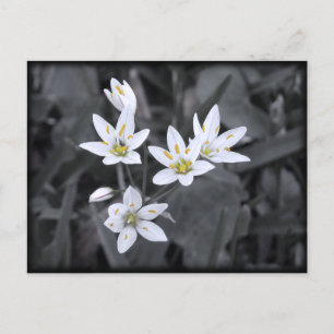 Cluster Wildbloemen Macro Photo Post-kaart Briefkaart