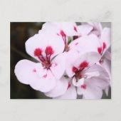 Cluster  witte en roze geraniumbloesems briefkaart (Voorkant)