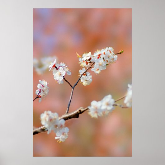 Clusters van Japanse abrikozenbloemen Poster (Voorkant)