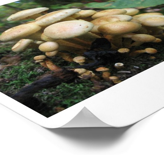 Clutter van paddenstoelen poster (Hoek)