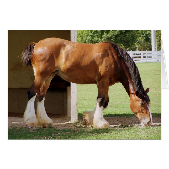 Clydesdale (Voorkant Horizontaal)
