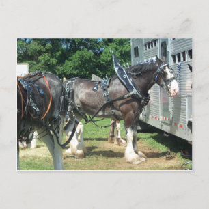 Clydesdale Briefkaart