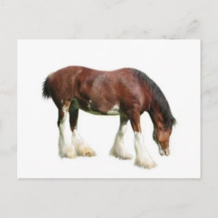 clydesdale briefkaart
