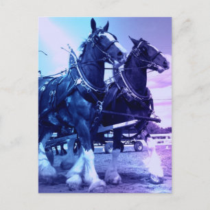 Clydesdale Briefkaart
