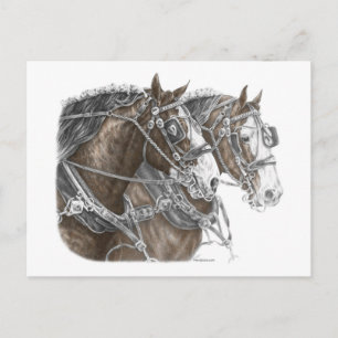 Clydesdale Draft Horse Team Briefkaart