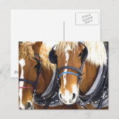 Clydesdale Draft Horses Briefkaart (Voorkant / Achterkant)