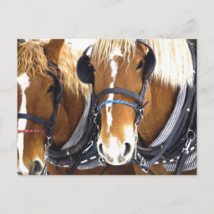 Clydesdale Draft Horses Briefkaart