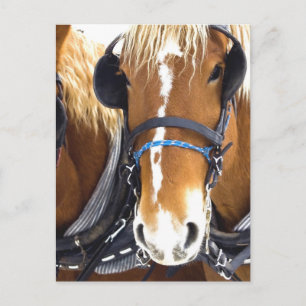 Clydesdale Draft Horses Briefkaart