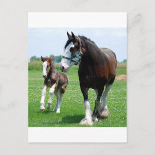 Clydesdale en Merrieveulen Briefkaart