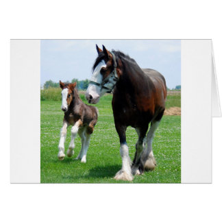 Clydesdale et Filly