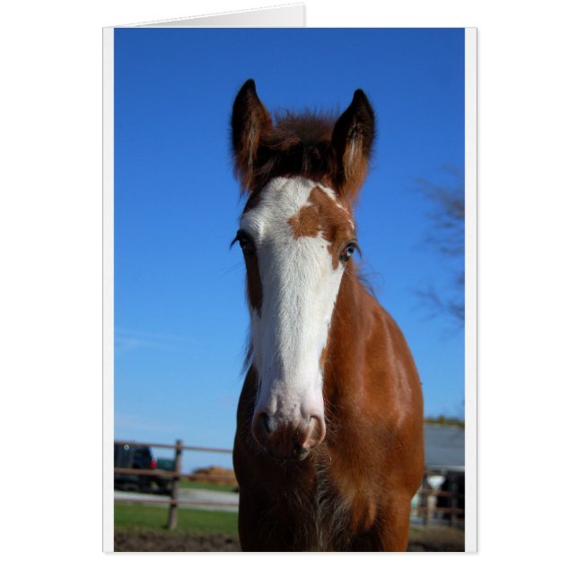 Clydesdale filly (Devant)
