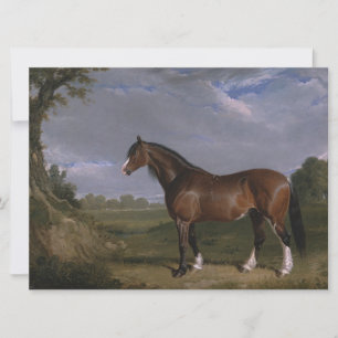 Clydesdale-hengst (volbloed paard) (dier) kaart