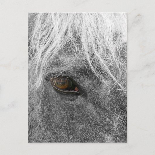 Clydesdale Horse Briefkaart (Voorkant)