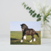 Clydesdale Horse Briefkaart (Staand voorkant)