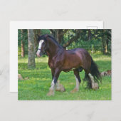 Clydesdale Horse Briefkaart (Voorkant / Achterkant)