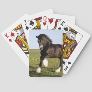 Clydesdale Horse Pokerkaarten