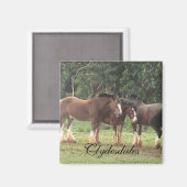 Clydesdale Magnet Magneet (Voorkant / Achterkant)