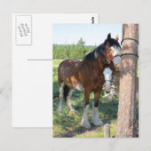 Clydesdale Mama en Baby Briefkaart (Voorkant / Achterkant)